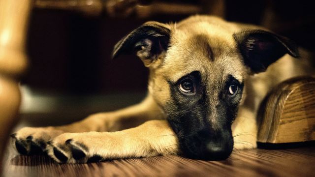 doggo-main-640x360.png