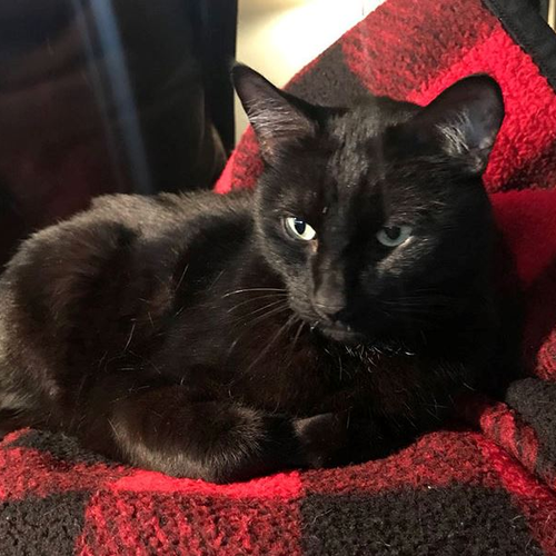 The Story Of This Cat Returning Home After Missing For 5 Years Is More ...