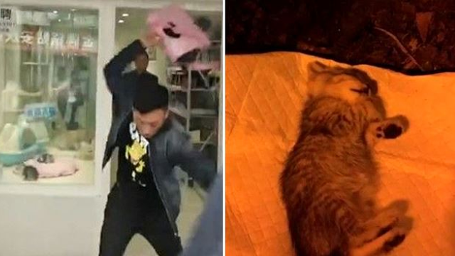 man-buys-kitten-to-profess-his-love-slammed-it-to-death-after-pet-shop-refuse-to-take-it-back-world-of-buzz_2.jpg