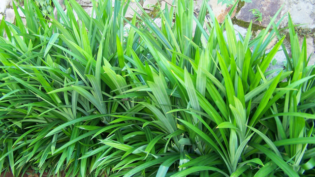 pandan_wangi_1.jpg