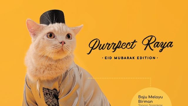 baju-raya-kucing-640.jpg