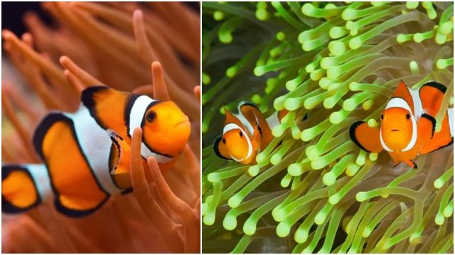 clownfish-640.jpg