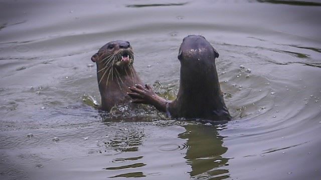 otter-main.jpg