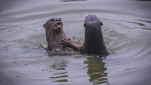 otters-640.jpg