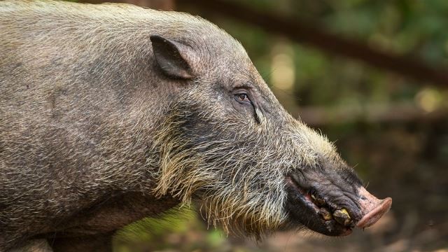 wild-boar-2.jpg