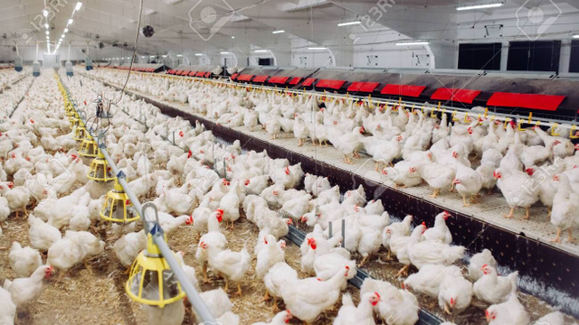 127762881-indoors-chicken-farm-chicken-feeding-farm-for-growing-broiler-chickens.jpg