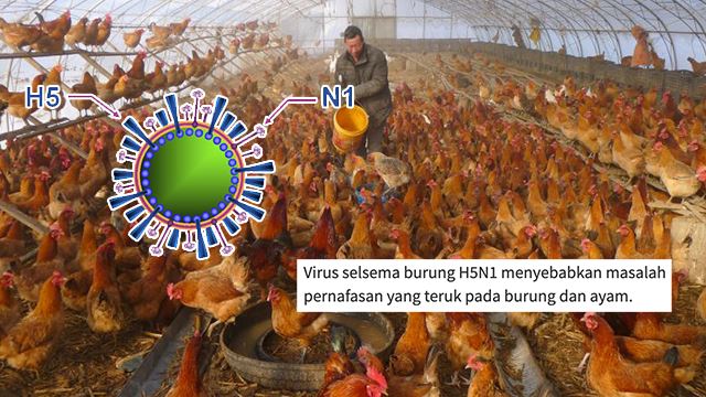 h5n1-640.png