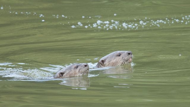 otter-640.jpg