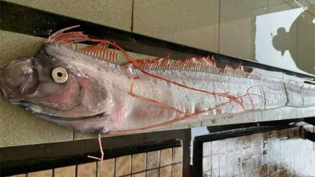 ikan-naga-640_1.png