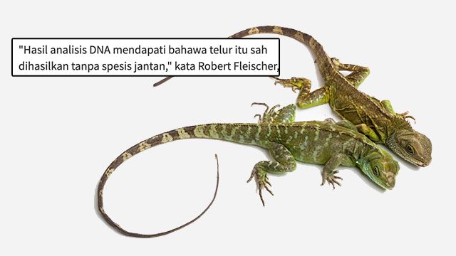 biawak640.png