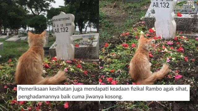 kucing640.jpg