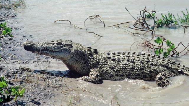 crocodile-2.jpg