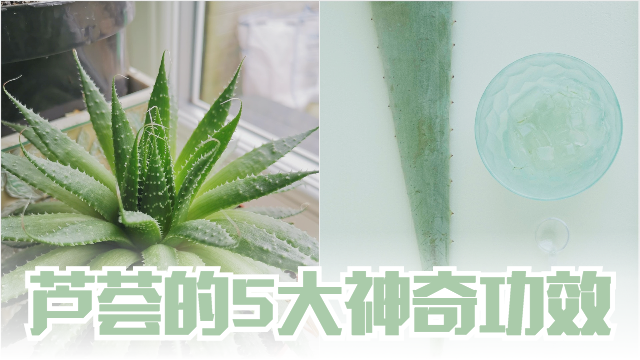 aloe640-transparent.png