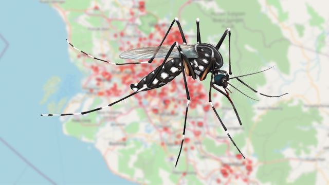 aedes640.png