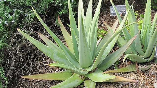 aloevera640.png