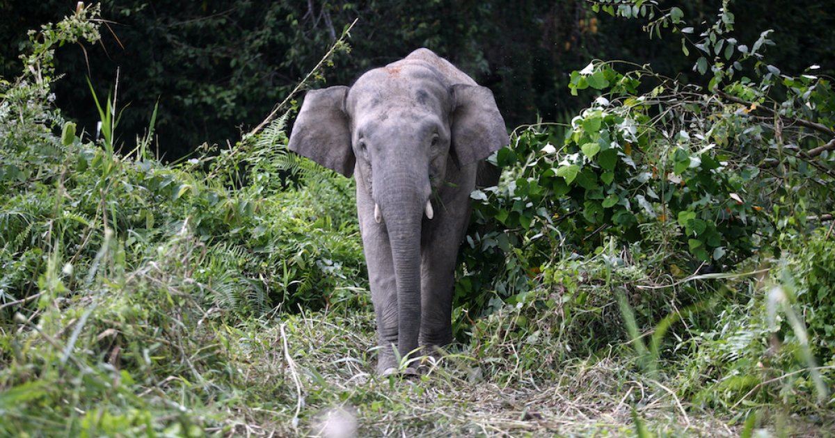 2009-02-23t120000z_607246889_gm1e52n10ww01_rtrmadp_3_malaysia-elephants-seo_2.jpeg