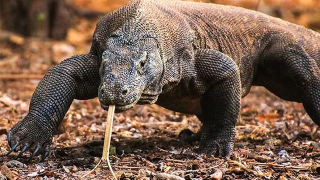 komodo640_1.png