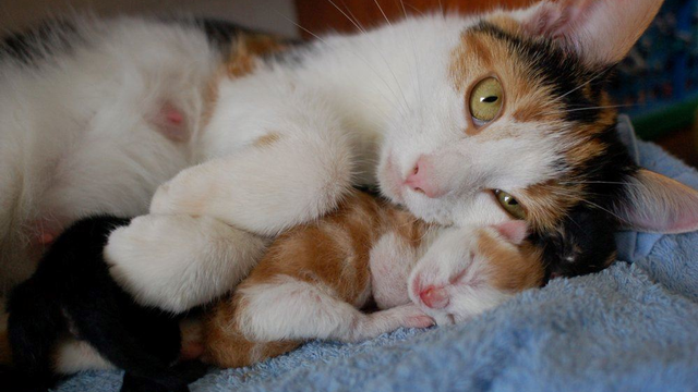 my-cat-snuggling-her-day-old-kittens_1.jpg