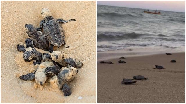 Endangered Turtles Hatch Peacefully On Beach That’s Empty Because Of ...