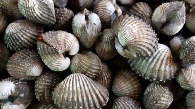 kerang_1.jpg