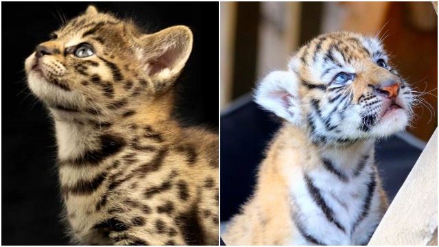 Nak Beli Kucing Online, Tapi Dapat Anak Harimau Pula | ERA Central