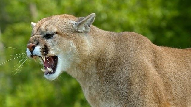 cougar_1.jpg