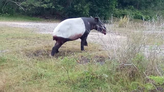 tapir-2.jpg