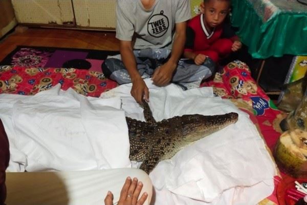 siap ada tempat tidur dan selimut, buaya dilayan macam ahli keluarga