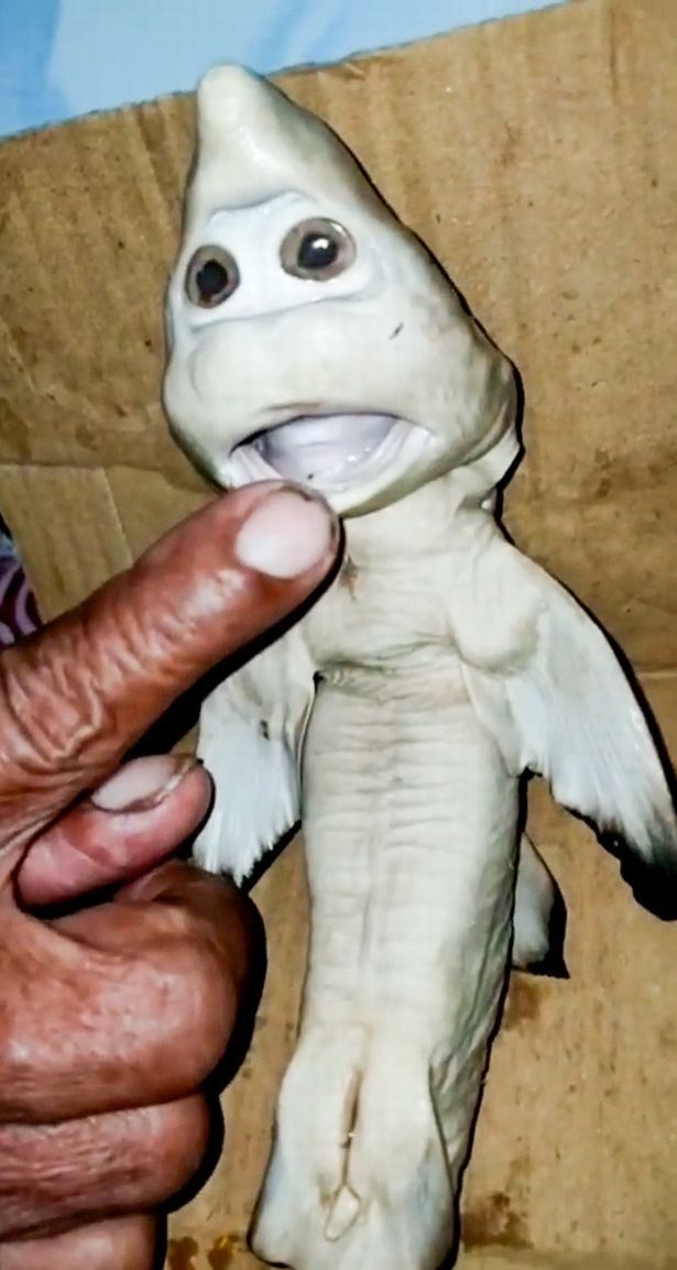 indonesian fisherman finds mutated baby shark with ‘human face’