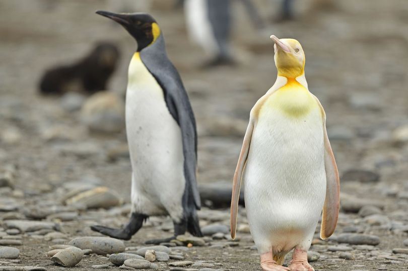 penguin warna kuning ditangkap kamera buat pertama kali