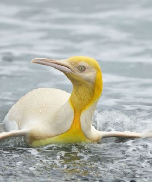 penguin warna kuning ditangkap kamera buat pertama kali