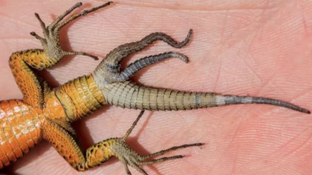 tahukah anda ekor cicak boleh tumbuh hingga 6 cabang apabila terputus?