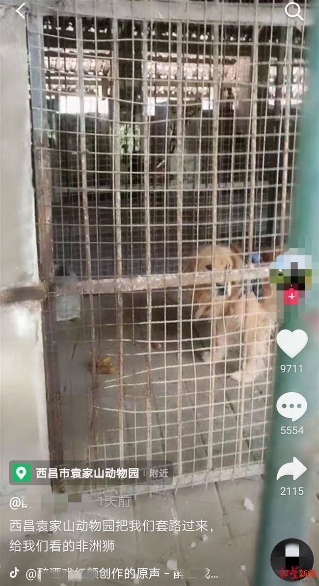 zoo in china tries to pass off dog as lion in enclosure