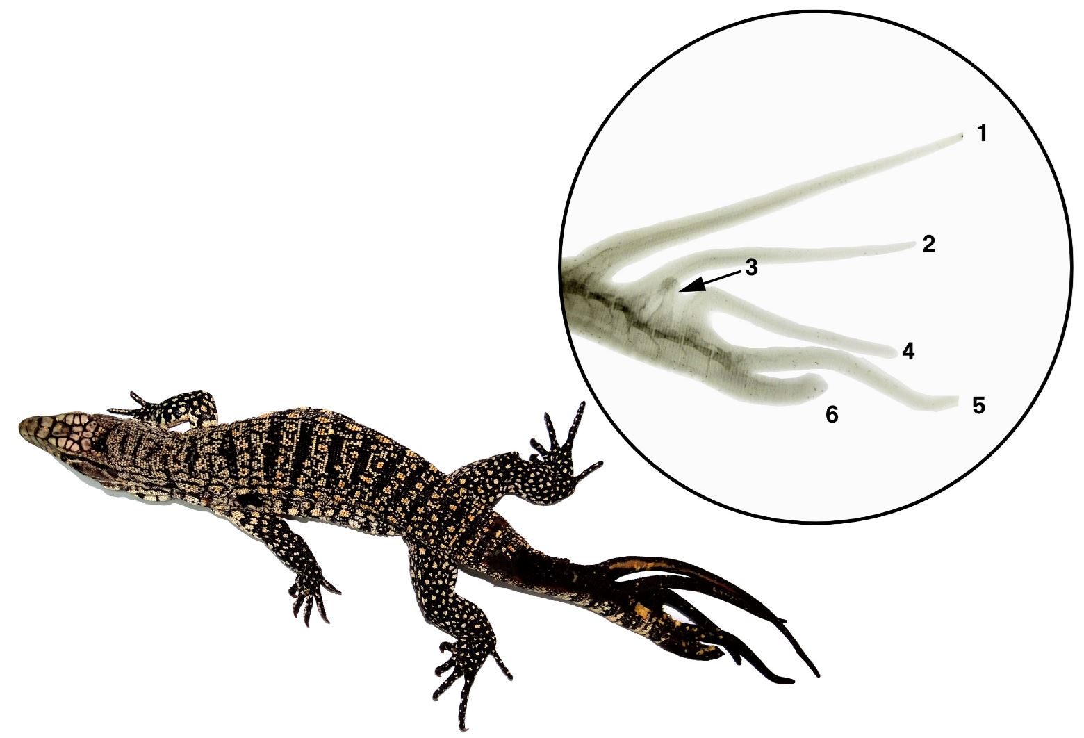 tahukah anda ekor cicak boleh tumbuh hingga 6 cabang apabila terputus?