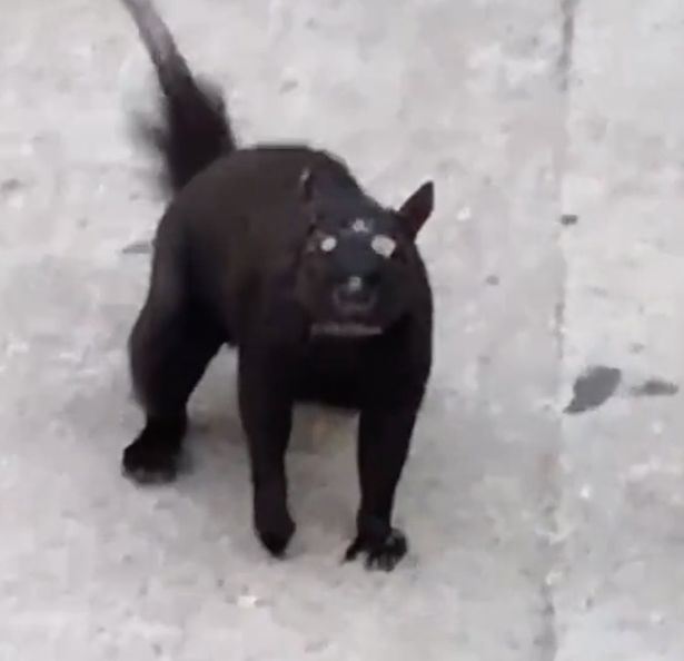 haiwan apa ekor tikus, badan tupai dengan tiga mata ini?