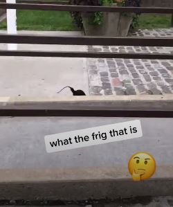 haiwan apa ekor tikus, badan tupai dengan tiga mata ini?