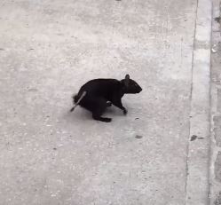 haiwan apa ekor tikus, badan tupai dengan tiga mata ini?