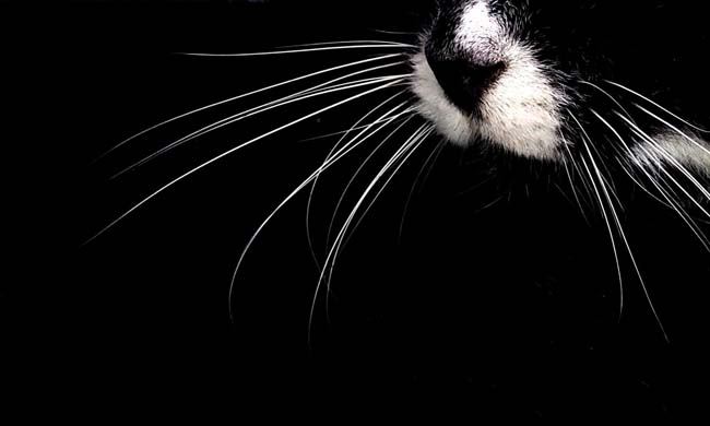 bertindak macam antenna, jangan sesekali potong misai kucing!