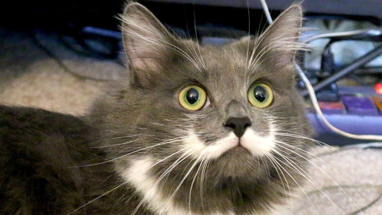 bertindak macam antenna, jangan sesekali potong misai kucing!