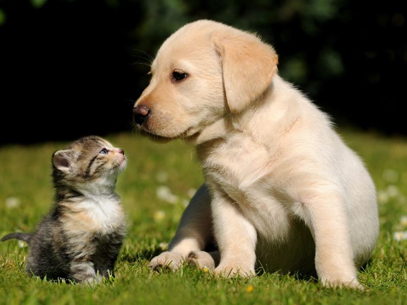 here are the benefits of human-animal interactions