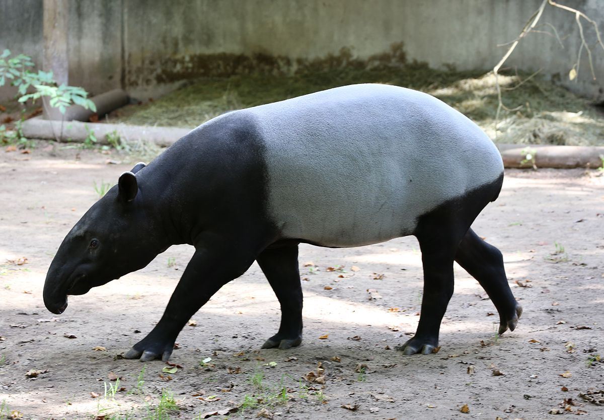 male tapir found dead, believed to have been hit by a heavy vehicle