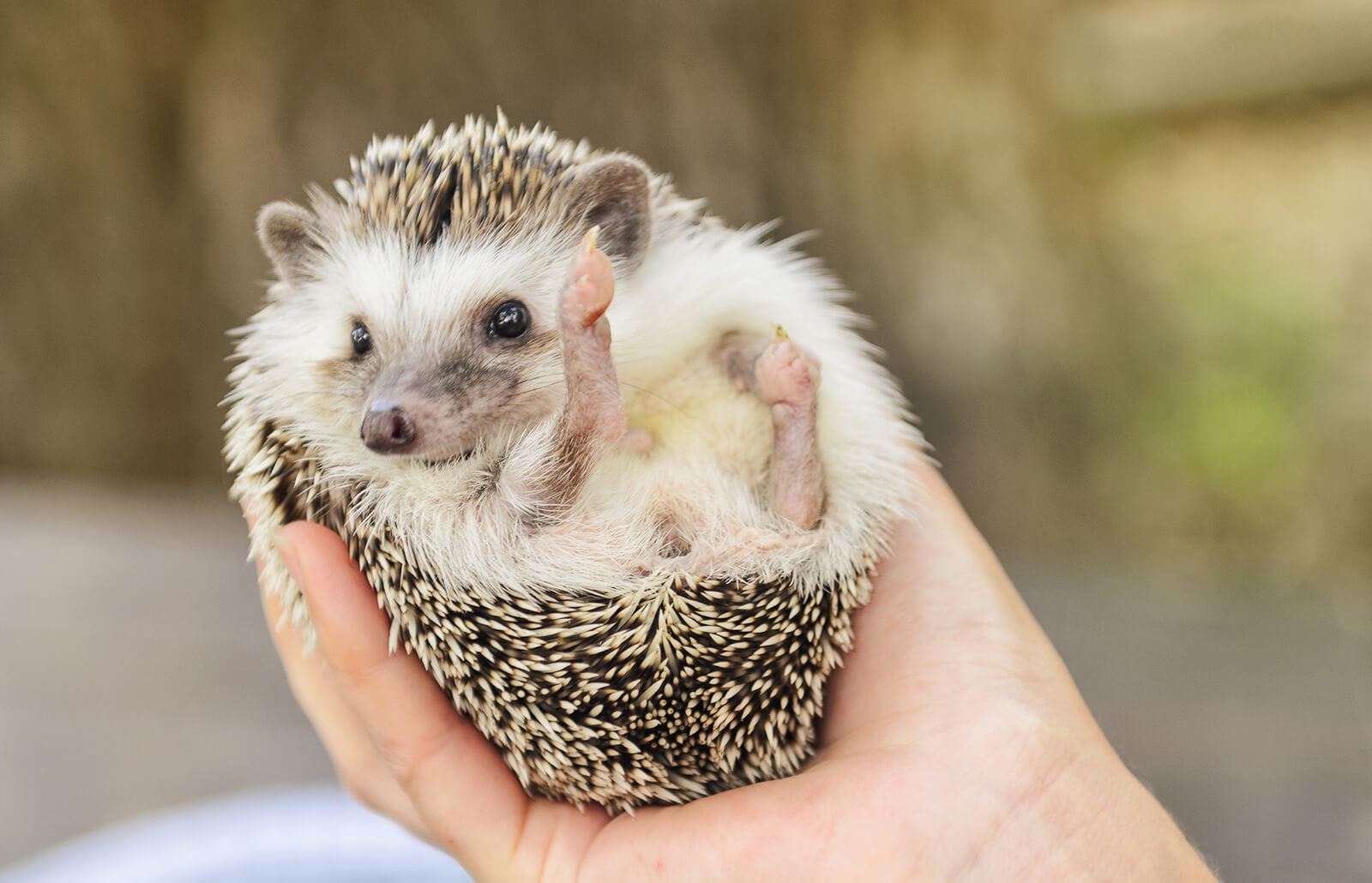 hedgehog replaced with brush in zoo because it’s too cold outside