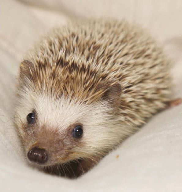 hedgehog replaced with brush in zoo because it’s too cold outside