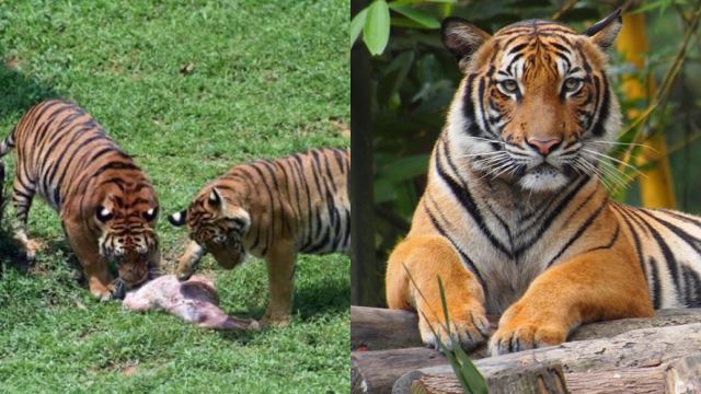 comel! zoo taiping raikan tiga ekor anak harimau malaya
