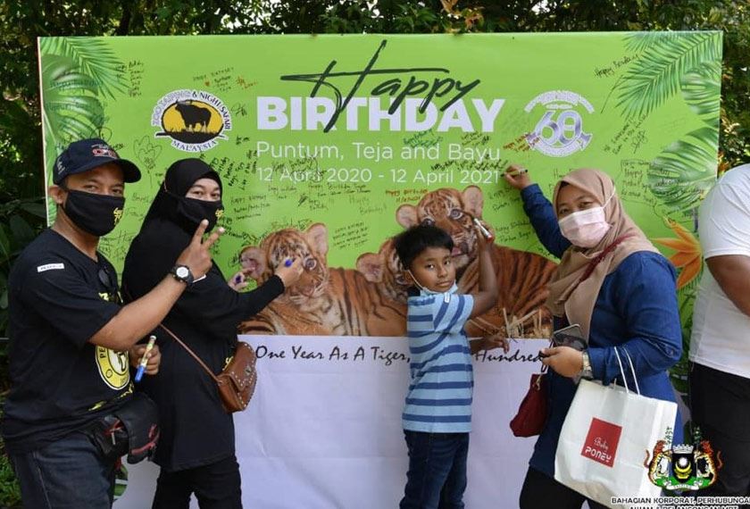comel! zoo taiping raikan tiga ekor anak harimau malaya