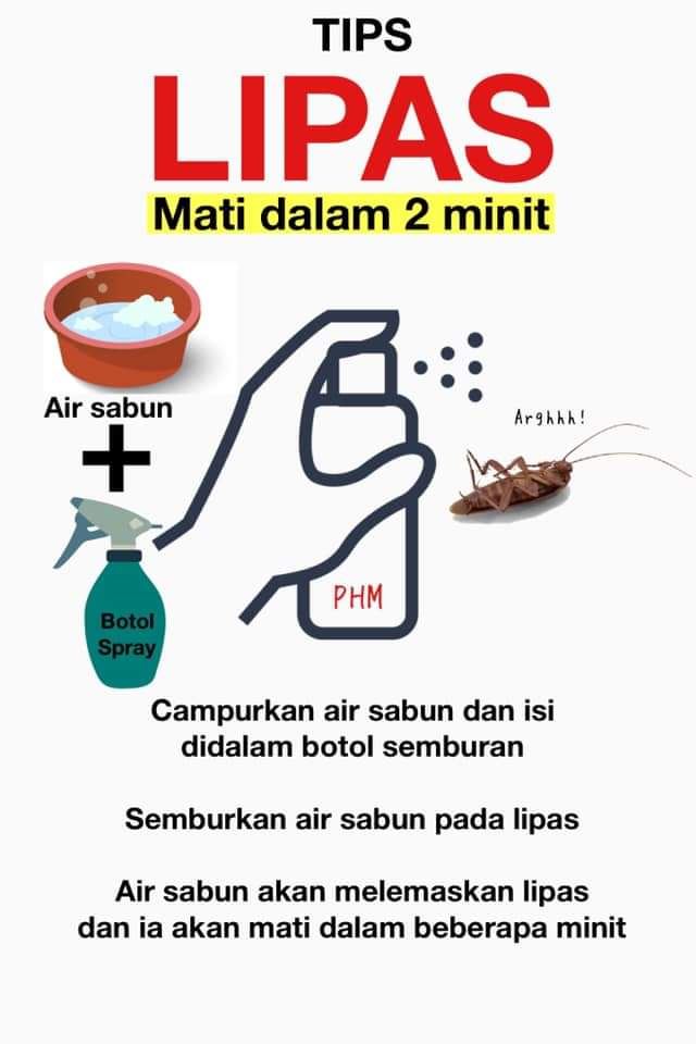 dua bahan ini mampu bunuh lipas hanya 2 minit!