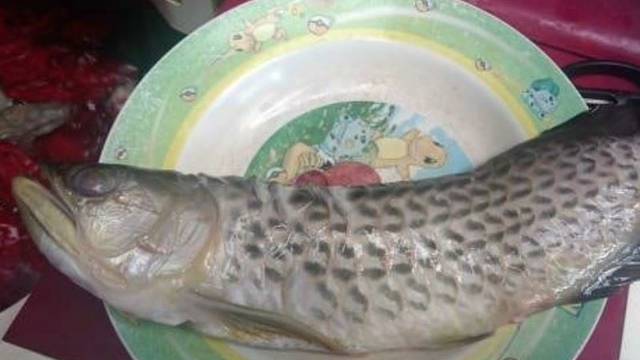 arowana_1.jpg