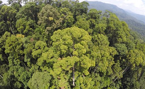 world’s tallest tropical tree found in malaysia!