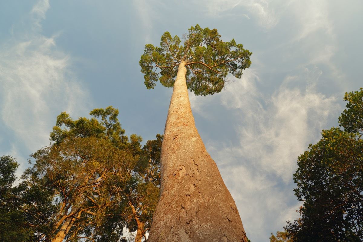 world’s tallest tropical tree found in malaysia!