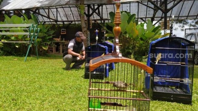 lelaki buka sekolah ajar burung tiru pelbagai suara